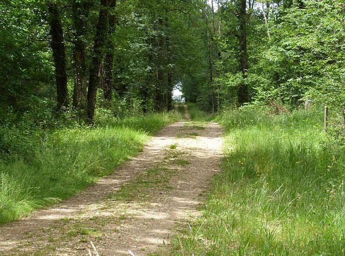 Etang de la Jemaye - Chemin