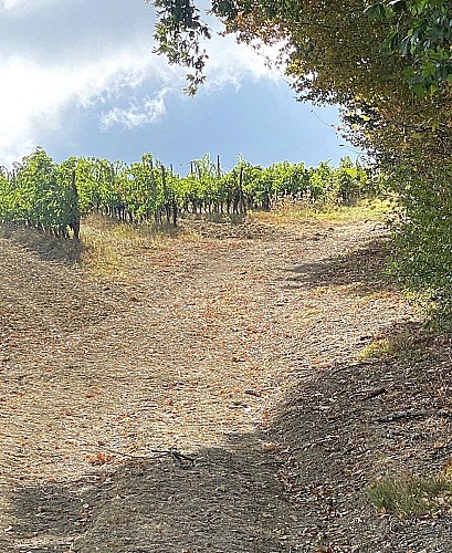 PORT-SAINTE-FOY-Boucle du Moulin-Chemin