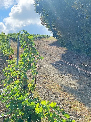 PORT-SAINTE-FOY-Boucle du Moulin-Chemin-Vignes