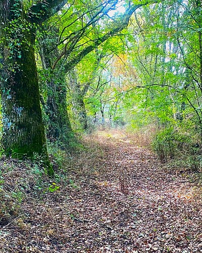 SAINT-MARTIN-LE-PIN-Boucle de Saint-Martin-Chemin