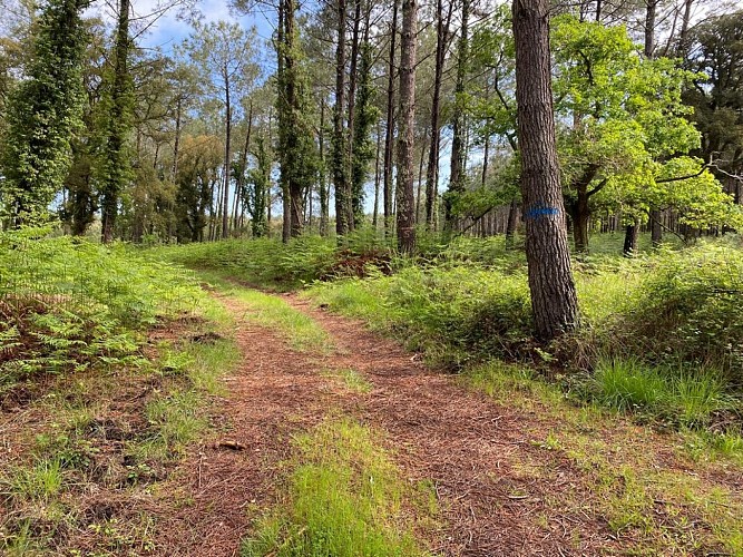 sentier-balise-messanges-rando-pedestre-landes3