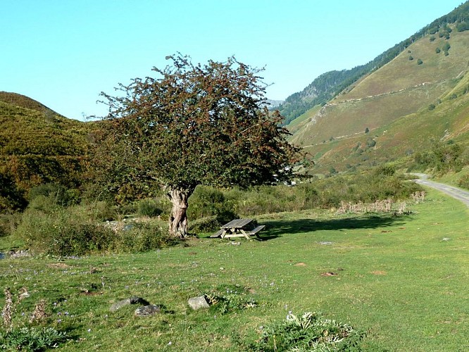 Table de pique-nique