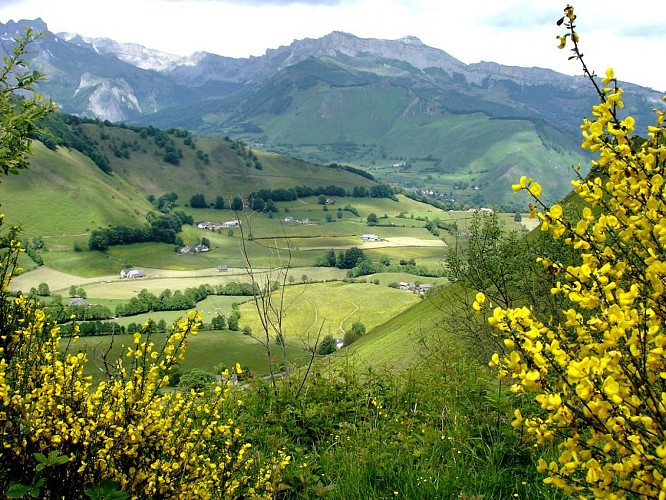 Genets au plateau de Lhers DSC03851