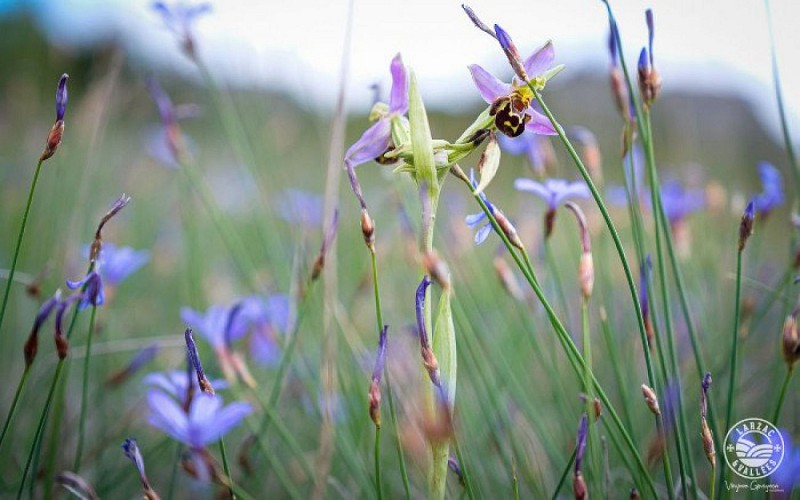 Une flore très riche...