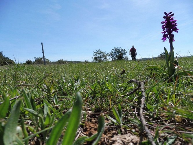 Sur les prairies steppiques...