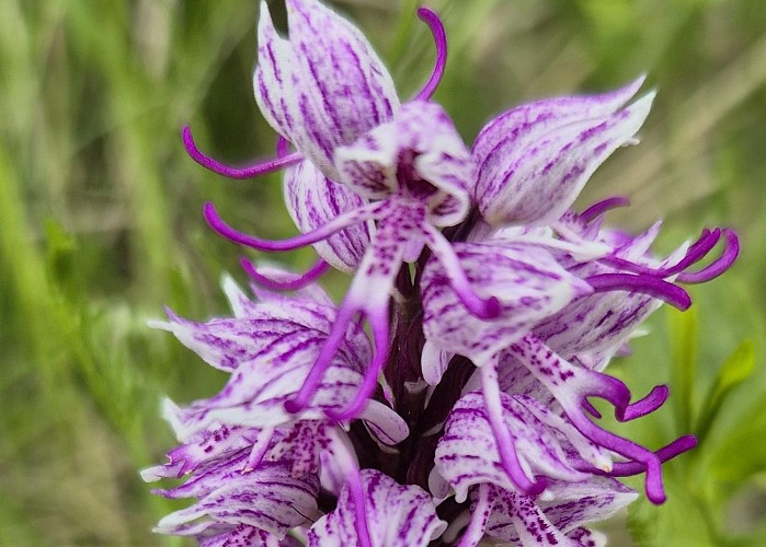 Sentier Pradines_Lanuéjols