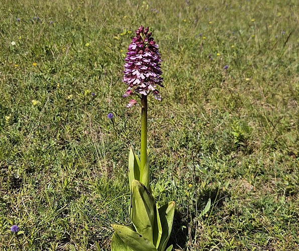 Sentier Pradines_Lanuéjols