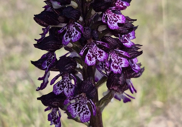 Sentier Pradines_Lanuéjols