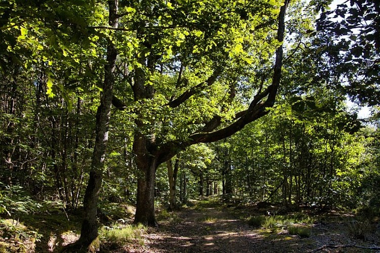 Le Bois de Condeau