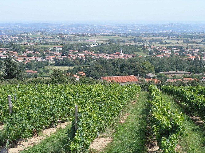 Circuit VTT 151 - Petit tour sur le plateau_Mornant