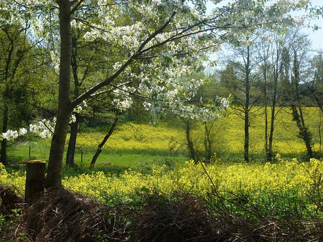 Sentier du bois des fées