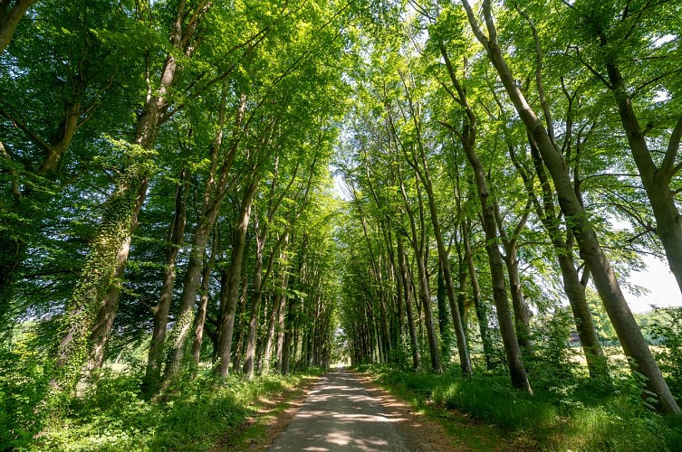 Chemin arboré-Ossogne