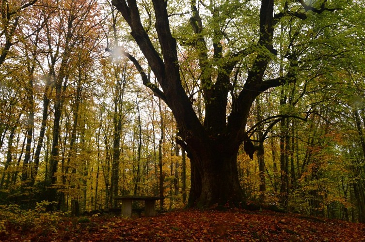 Boucle locale N°53 Masgot, village sculpté et l’église décorée de Sous Parsat