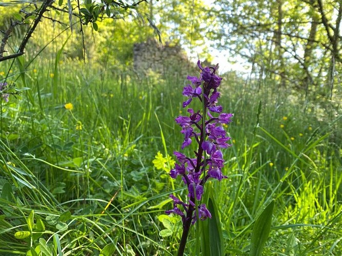 Orchidée près des ruines Martial