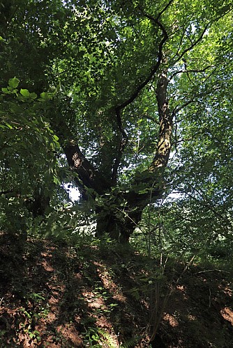 "trogne" de châtaignier