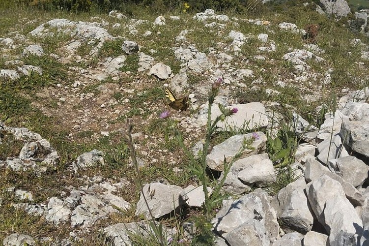 Papillon Machaon sur les crêtes