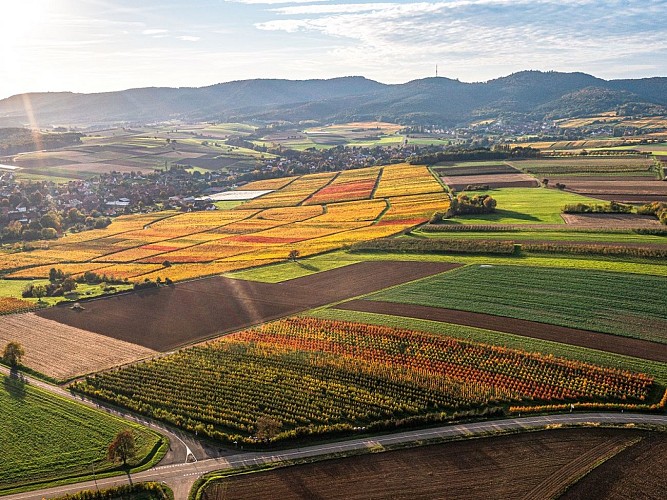 Vue aérienne du vignoble autour de Steinseltz
