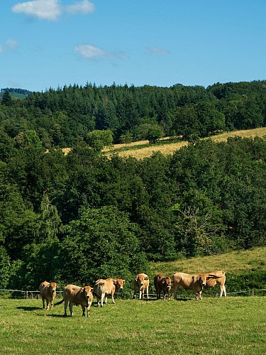 Le puy du Roc - PR n°23