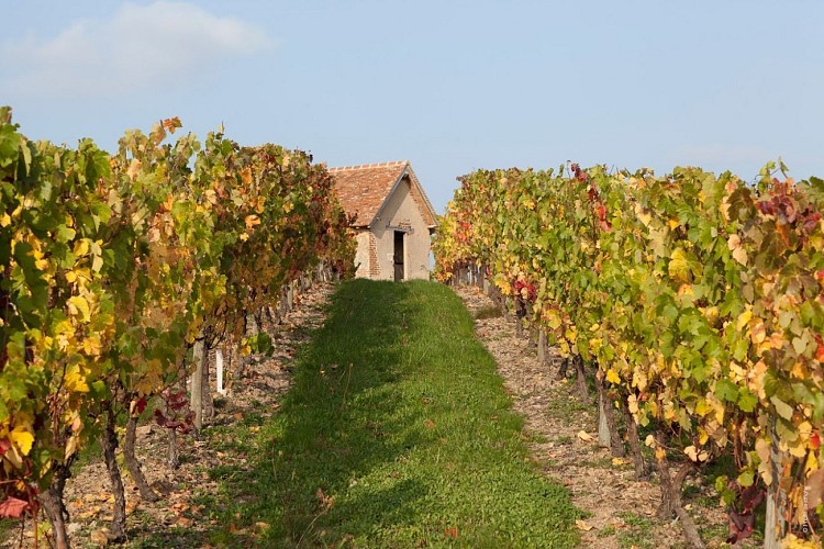 Vignoble de Saint-Pourçain
