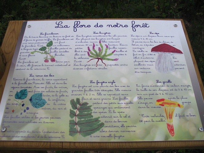 Rando Ecole de la Forêt