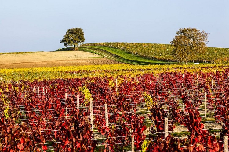 Vue sur le vignoble