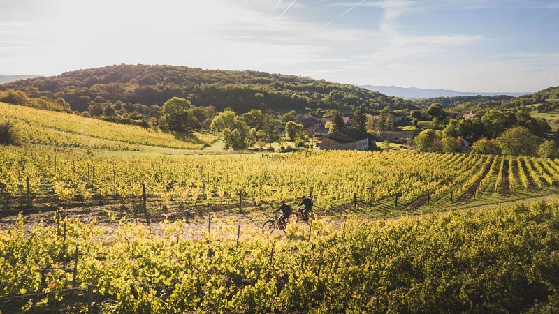 Circuit VTT n°21 (rouge) Vignoble du Revermont - Tour de Gravelles_Ceyzériat