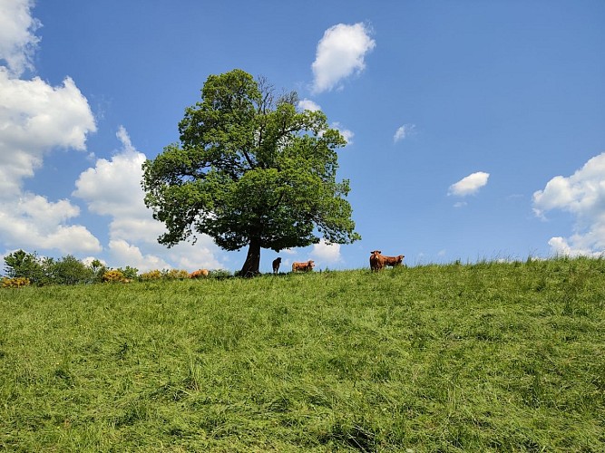 Arbre isolé et vaches limousines - St-Julien-le-Petit - A. CLAVREUL - PETR du Pays Monts et Barrages copie