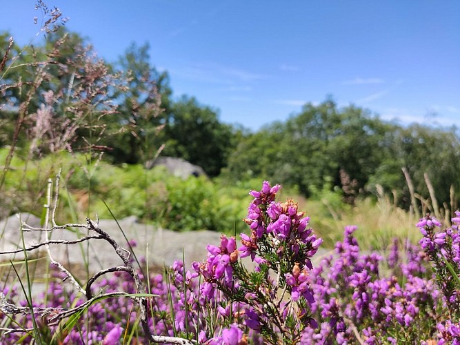 Bruyère en bord de chemin - Peyrat-le-Château -(c)Pays Monts et Barrages - Aurélien Clavreul copie