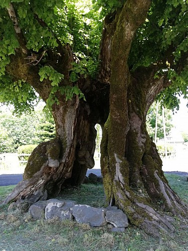 Le tilleul de Sully