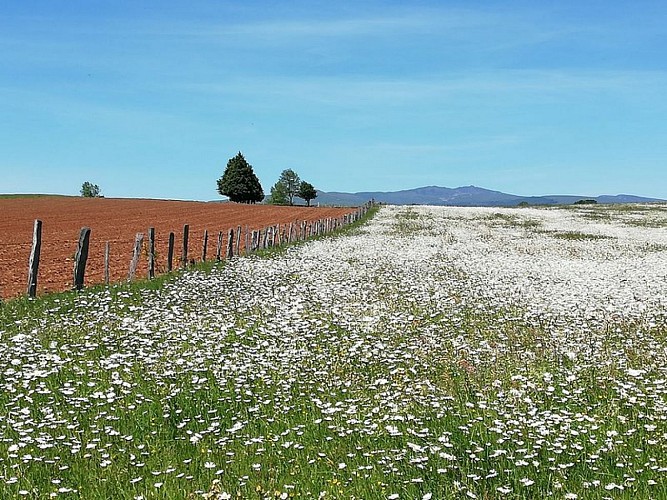La riche flore du plateau et la chaine des volcans en arrière plan