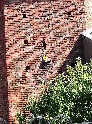 Circuit VTT-VTC n°19 (rouge) La Bresse de St Trivier_Saint-Trivier-de-Courtes