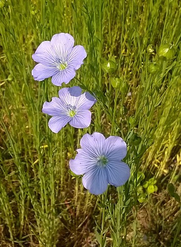 Fleurs de lin