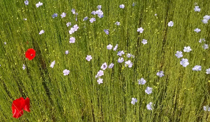 Coquelicots dans un champ de lin