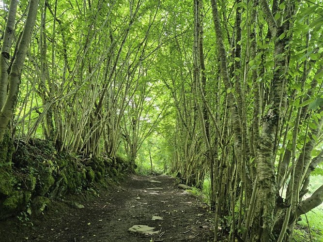 La beauté de la nature luxuriante