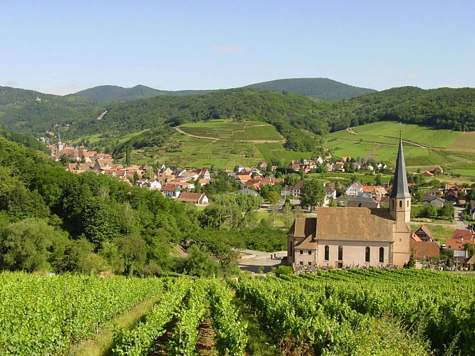 Parcours marche - ALSACE CENTRALE : Andlau et ses châteaux (67) - Andlau