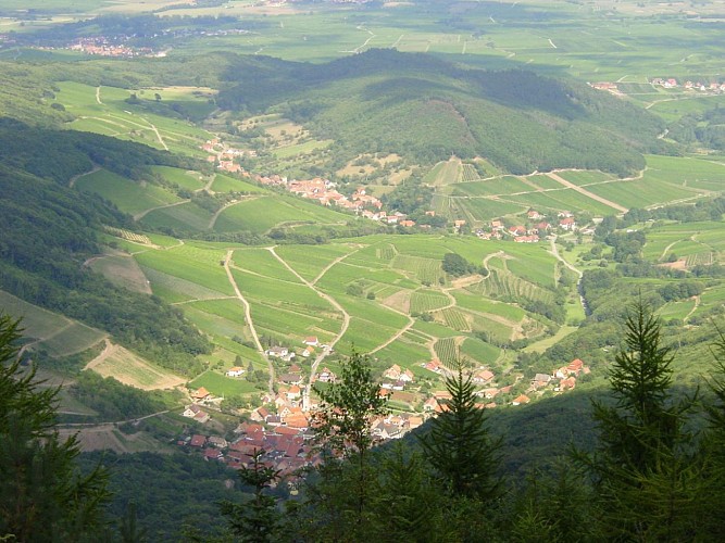 ALSACE CENTRALE : L'Ungersberg (67)