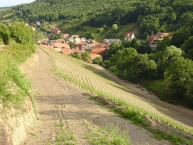 ALSACE CENTRALE : L'Ungersberg (67)