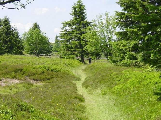 ALSACE CENTRALE : Du Hohwald au Champ du Feu (67)