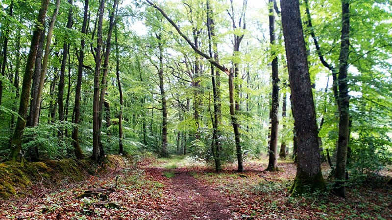 La vallée du Couasnon