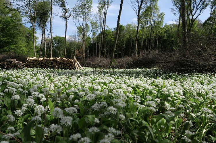 Ail des ours