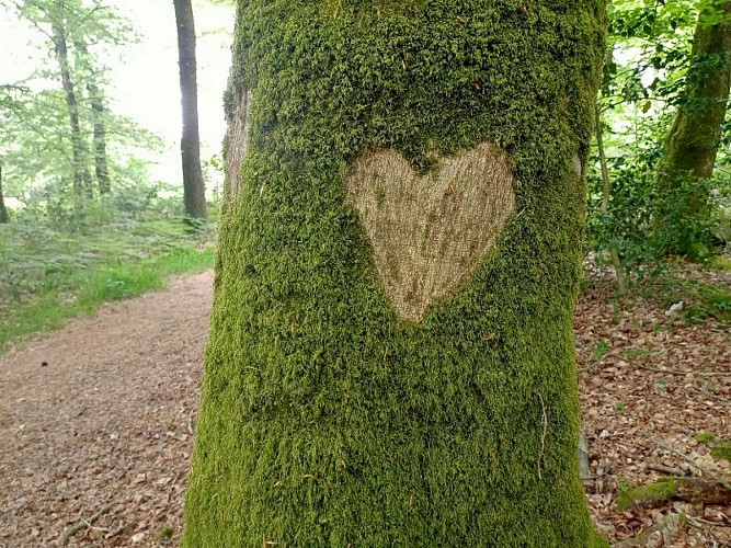La forêt de Fougères