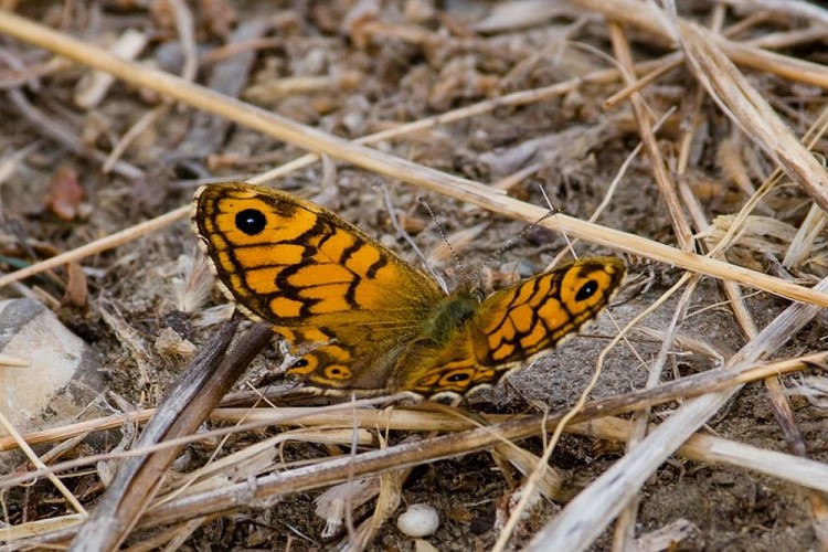 Papillon La Mégère