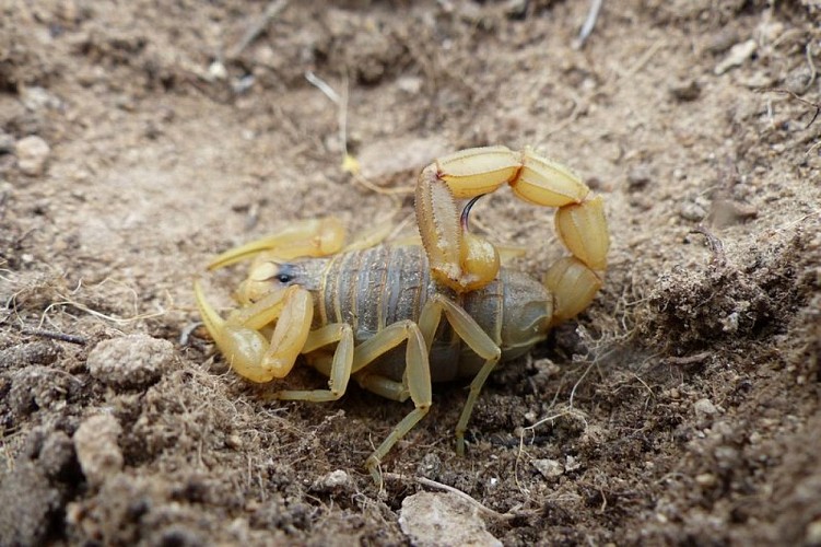 Scorpion languedocien
