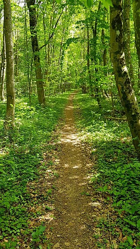 Circuit du chalet - bois de la côte