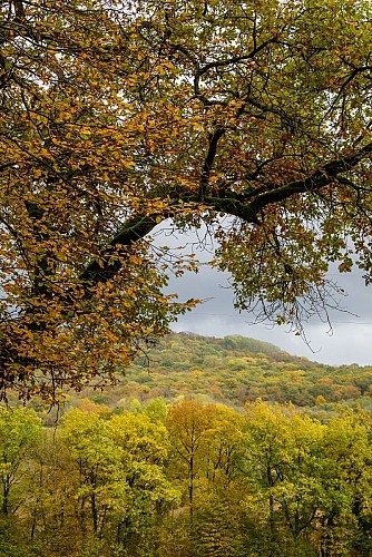 Circuit du bois de Thionville