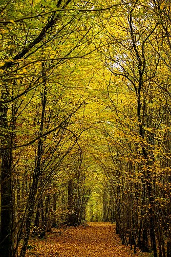 Circuit du bois de Thionville