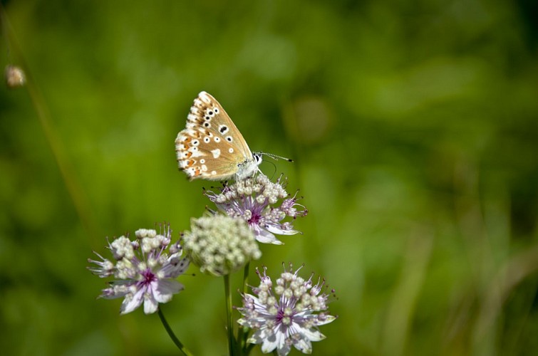 Wanderroute: Wacholderpfad