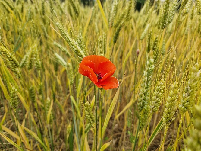Lac et coteaux du Lizet
