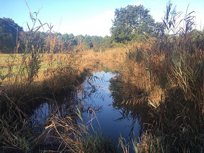 Entre Mès et Brière, d’un marais à l’autre - Saint-Lyphard
