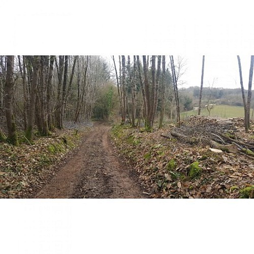 rando-bois-de-celles